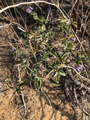 Solanum crispum