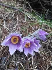 Pulsatilla slavica