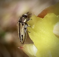 Acmaeodera latiflava latiflava