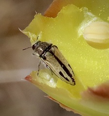 Acmaeodera latiflava latiflava