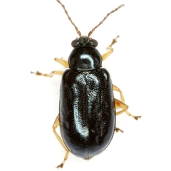 Lysathia ludoviciana