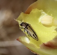 Acmaeodera latiflava latiflava