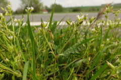Cerastium subtetrandrum