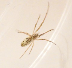 Tetragnatha pinicola