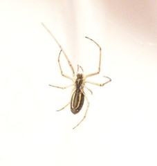 Tetragnatha pinicola