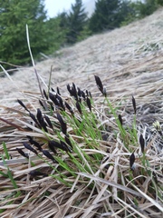 Carex sempervirens