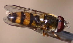 Meligramma cincta