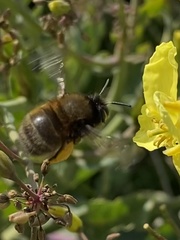 Anthophora retusa
