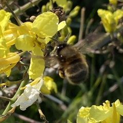 Anthophora retusa