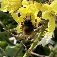 Anthophora retusa