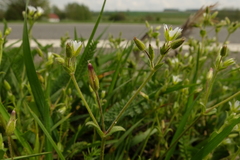 Cerastium subtetrandrum