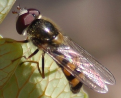 Meligramma cincta