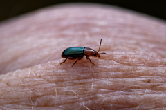 Chirodica