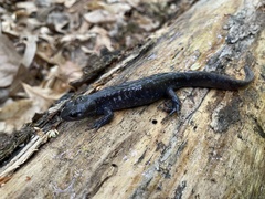 Ambystoma jeffersonianum