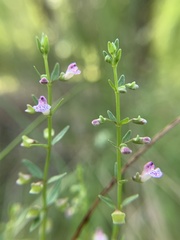 Scutellaria racemosa