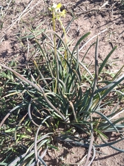 Bulbine triebneri