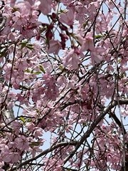 Prunus