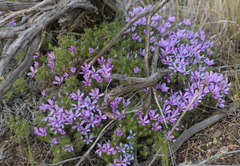 Phlox douglasii