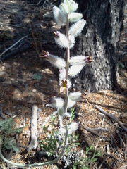 Caulanthus crassicaulis