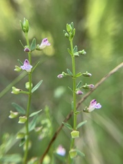 Scutellaria racemosa