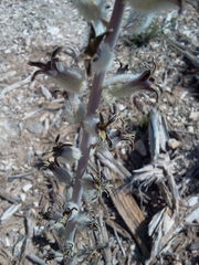 Caulanthus crassicaulis