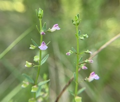 Scutellaria racemosa