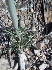 Caulanthus crassicaulis