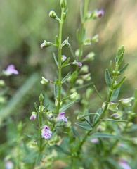Scutellaria racemosa