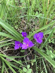 Tradescantia tharpii
