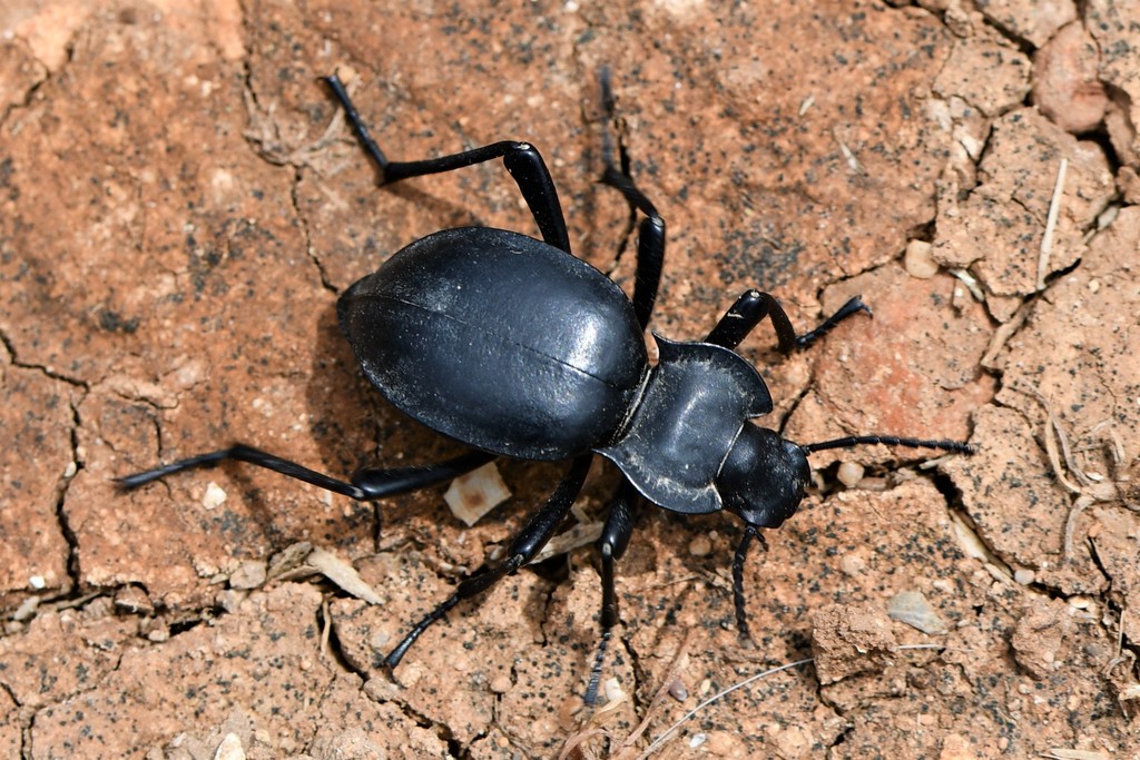 Akis acuminata