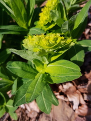 Euphorbia hyberna