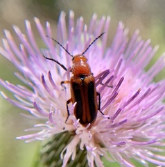 Nemognatha piazata