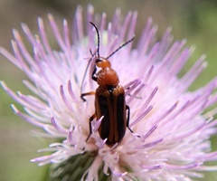 Nemognatha piazata