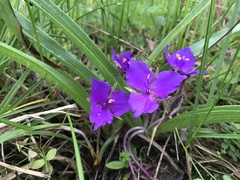 Tradescantia tharpii