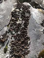 Umbilicaria polyphylla