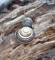 Helicodonta obvoluta