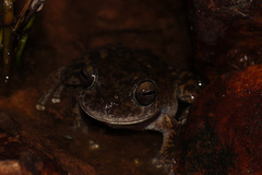 Bokermannohyla pseudopseudis