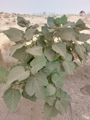 Ficus palmata