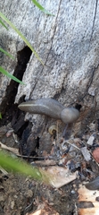 Limax cinereoniger