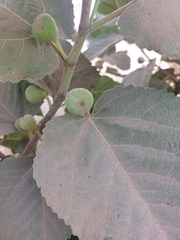 Ficus palmata