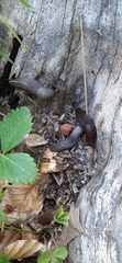 Limax cinereoniger