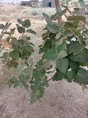 Ficus palmata