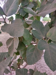 Ficus palmata