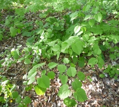 Tilia dasystyla caucasica