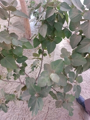 Ficus palmata