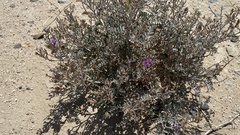 Astragalus lentiginosus variabilis