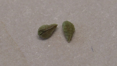 Plagiobothrys bracteatus