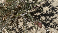 Astragalus lentiginosus variabilis
