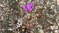 Astragalus lentiginosus variabilis