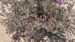 Astragalus lentiginosus variabilis